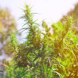 marijuana grows in the field, marijuana farm, sunny toned