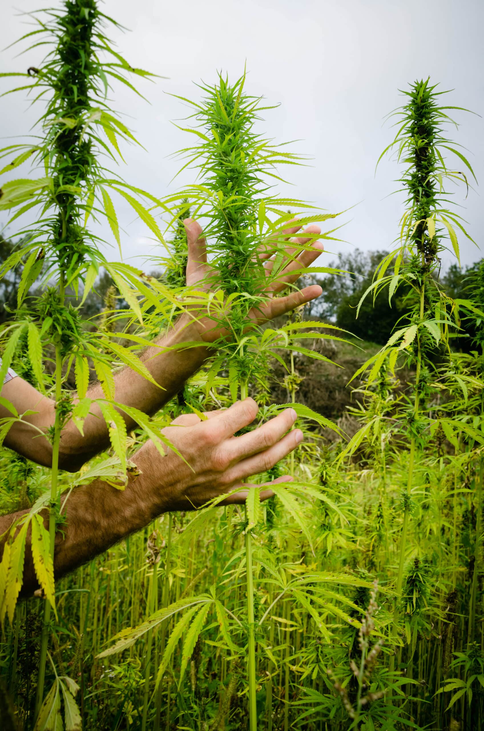 Harvesting medical hemp